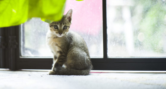 Condominium Board Cannot Wink at House Cats