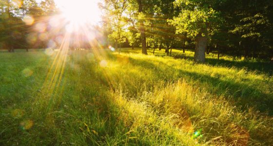 Associations Have Their Own “Sunshine” Laws