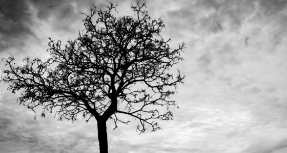 Death of Candidate Does Not Require New Election