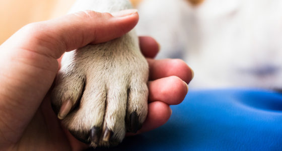 Update on Emotional Support Animal Legislation