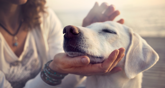New Laws Regarding Emotional Support Animals