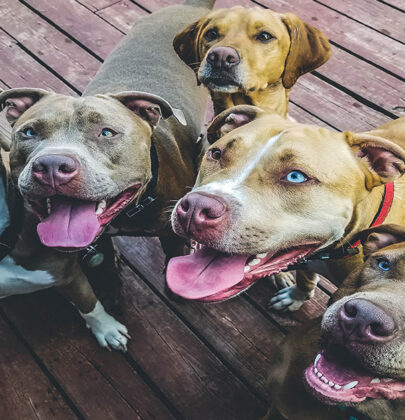 Breed-Specific Dog Bans