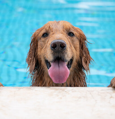 Can Emotional Support Animals Be Prohibited in the Pool Area?