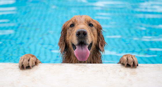 Can Emotional Support Animals Be Prohibited in the Pool Area?